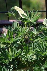 a763d3b4-IMG_7060 lupinus.jpg